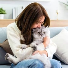 A relaxed cat sitting on a person's lap.