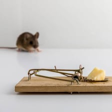 A small mouse trap placed beside a piece of cheese.