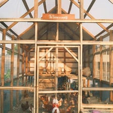 Several hens gathered inside a wooden chicken coop.