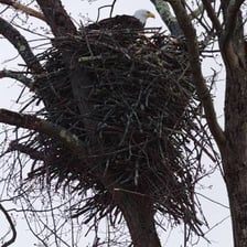 A bird’s nest resting among tree branches.