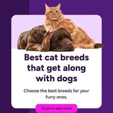 A dog and cat representing furry household pets.