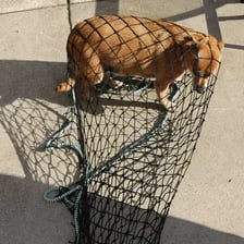 An animal entangled in a mesh net