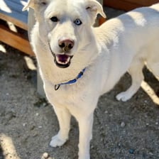 A mixed-breed dog standing outdoors