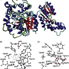 A scientific illustration of an enzyme molecule.