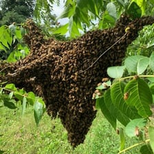 Honeybees gathered around the entrance of a hive.