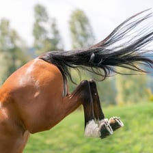 A startled horse bucking