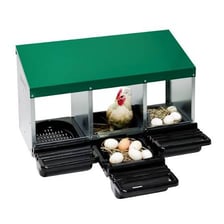A hen in a nesting box beside an egg.
