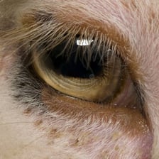 A close-up view of a sheep’s eyes and face.