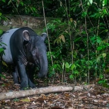 Tapirs standing in a forest habitat