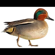 A male teal duck with a blue-green patch on its head.