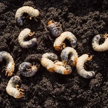 A beetle grub, a pale wormlike larva found in soil