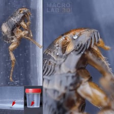 Fleas shown in a laboratory microscope image