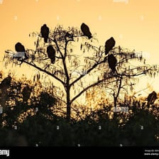 Birds perched together on branches at dusk.