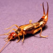 An earwig displaying its curved pincers