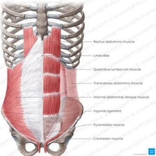 An anatomical illustration highlighting the abdominal muscles