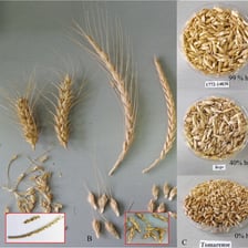 Spelt wheat grains and seed heads