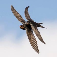 A swift bird flies with its wings outstretched.