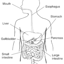 An educational illustration of the human stomach and digestive system.