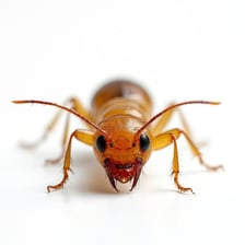 A termite shown in a simple educational insect illustration.