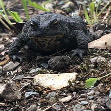 A warty toad resting on the ground.