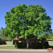 A mature elm tree with a broad leafy canopy