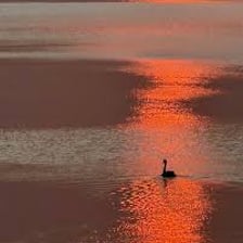 A swan vocalizing on the surface of a lake