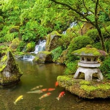 Colorful koi swimming in a Japanese garden pond