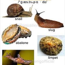 A snail, squid, and scallop representing different mollusks