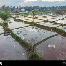 Green rice plants growing in a flooded agricultural paddy