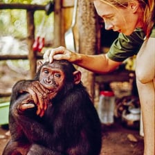 Jane Goodall observing a chimpanzee in the field.