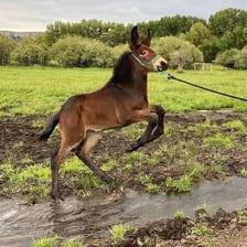 A mule standing outdoors