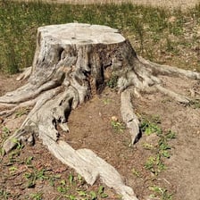 The remaining stump of a tree after the trunk was cut