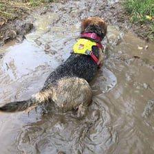 A dog with wet mud caked on its fur