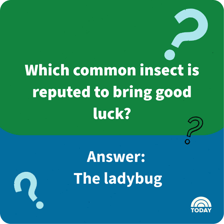 Illustration of a simple question with an obvious answer