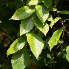 An elm tree branch showing its characteristic oblong leaves