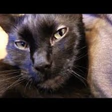 A relaxed cat resting comfortably