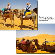 A one-humped camel and a two-humped camel in a desert
