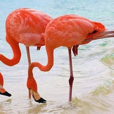 A flamingo balancing upright on one leg.
