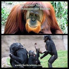 An orangutan and a bonobo, both members of the great-ape group.
