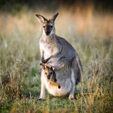 A kangaroo carrying a joey in its pouch