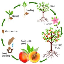 A sequence showing a plant increasing in size from a seedling to maturity.