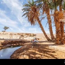 A green oasis with palm trees surrounded by the Sahara Desert.