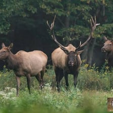 A North American elk standing in a meadow