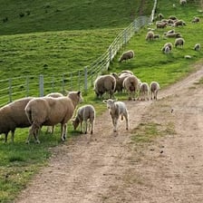 A flock of sheep in a pasture