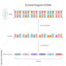 An educational illustration showing a gene within a DNA strand