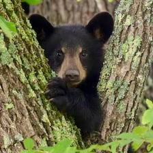 A young bear cub in a natural setting.