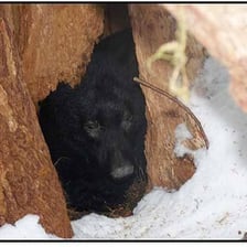 A bear near a sheltered den in a natural habitat