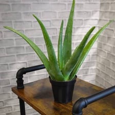 A group of aloe plants with thick fleshy leaves