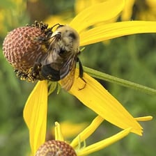 A black-and-yellow bumblebee resting on a flower