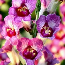 A close-up of a snapdragon flower with its distinctive blossom.